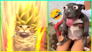 Videos Divertidos De Perros 2023 😅👌  Los Mejores Videos De Animales Del Mes 😁 [upl. by Eiramlirpa]