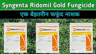 Ridomil gold fungicide  Syngenta ridomil gold details information [upl. by Nyliac]