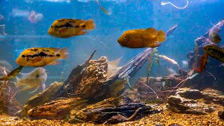 170 Gallons Geophagus Aquarium Setup  Low Maintenance Tank Tutorial [upl. by Jessey681]