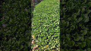 ENCENG GONDOK ‼️ Eichhornia crassipes  Pontederia crassipes  water hyacinth encenggondok [upl. by Oberon]