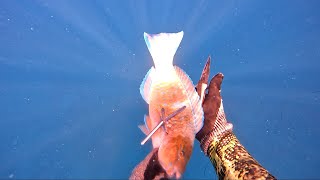 Parrot fish Calamari amp more  Catch and Cook Ep53 [upl. by Corey332]