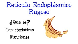 🌐 ¿Qué es el Retículo Endoplásmico Rugoso 💥 Funciones Fácil y Rápido  BIOLOGÍA [upl. by Basham]