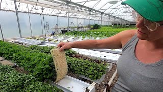 How to Grow Hydroponic Microgreens [upl. by Pritchard]