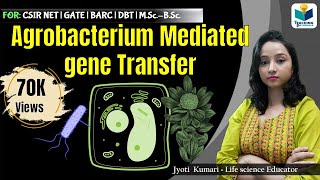 AGROBACTERIUM MEDIATED GENE TRANSFER  CSIR NET  GATE  MSc  BSc [upl. by Iviv]