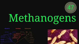 Methanogens microbiology microbes bacteria archaebacteria educationalvideo EnteMicrobialWorld [upl. by Taddeusz693]