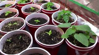 2017 Super Hot Peppers Growing Season  Ep 02  Feeding Time [upl. by Alard]