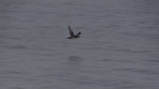 Puffin des Baléares Puffinus mauretanicus Balearic Shearwater [upl. by Rotceh]