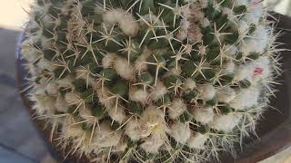 Mammillaria Cactus in Bloom [upl. by Enirak]