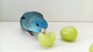 샤인머스캣 먹는 빗창앵무 Linnie parakeet eating shine muscat [upl. by Hoskinson229]