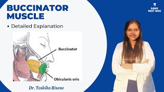 Buccinator muscle  Anatomy lectures [upl. by Colleen397]