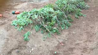 Drylands strategies permaculture Swales part 2 [upl. by Asalocin114]