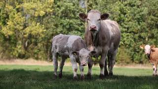 Simmentals Calving at 2 [upl. by Araeic553]