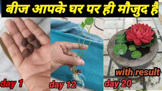 How to grow lotus plant from seedsकमल के पौधे को उगाए  बीज आपके घर पर ही मौजुद है [upl. by Assira]