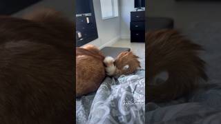 Cheezit is a little teapot 🫖 cats kitten funnycats catlover catvideos pets animals gatos [upl. by Ocin998]