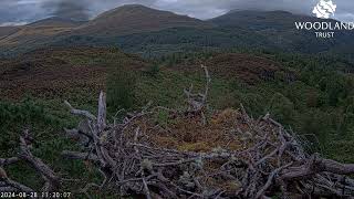 By day and by night Penelope the magic weaver of Loch Arkaig Osprey Nest One 28 Aug 2024 [upl. by Mata]