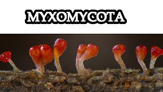 Myxomycota ll Kingdom Mycota ll GC Ainsworths Classification of Fungi ll DrHadi Bux [upl. by Lette]