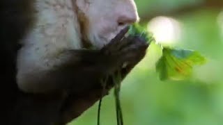 Monkey Insect Repellent  The Life of Mammals  BBC Earth [upl. by Simona829]