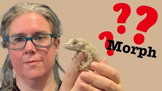 Whats My Gargoyle Geckos Morph [upl. by Jozef605]