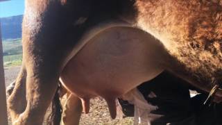 How to milk a cow [upl. by Jeanne]