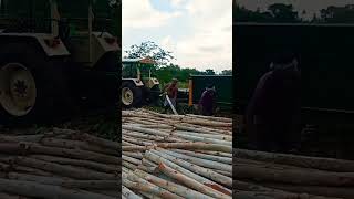 Eucalyptus tree harvesting for TNPL shorts tree farming eucalyptus [upl. by Slaughter]