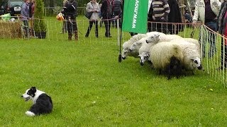 Demonstratie schapendrijven  Border Collies herding cattle  sheepdogs [upl. by Ettevol51]