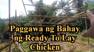 Layer Housing ng Ready To Lay Chicken Layer Poultry Farming  RAFFYBOY [upl. by Aivun507]