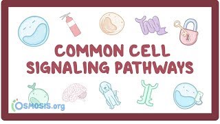 Common cell signaling pathway [upl. by Atalanti706]