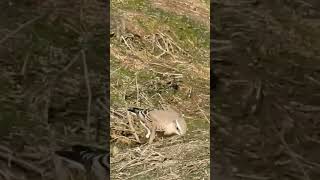 Northern Wheatear  Падкаменка звычайная birdenthusiast nature urbanbirding birdwatcher [upl. by Mishaan]