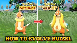 How To Evolve Buizel Into Floatzel In Pokemon Scarlet and Violet [upl. by Roderich]