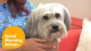 Ashleigh On Training Pudsey  Good Morning Britain [upl. by Aristotle]