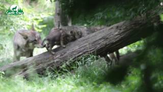 un louveteau poussé par son grand frère au Parc SainteCroix  juin 2017 [upl. by Tavis93]