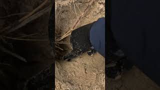 Dated early 1900s metaldetecting [upl. by Ydollem]