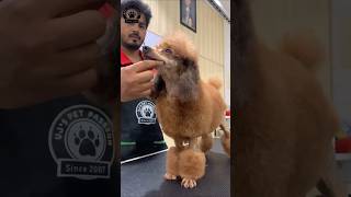 Poodle grooming pets puppy grooming poodleoftheday [upl. by Kcira447]