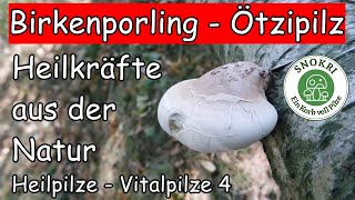 Birkenporling Ötzipilz  Heilkräfte aus der Natur  Heilende Pilze 4 [upl. by Learsi]