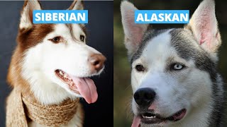 Siberian vs Alaskan Husky  Five Main Differences [upl. by Humberto25]