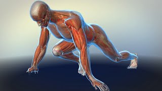 How Your Muscles Work [upl. by Eniruam]