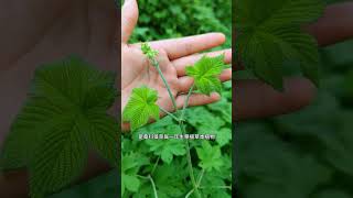 拉拉秧 Humulus scandens [upl. by Anaz]