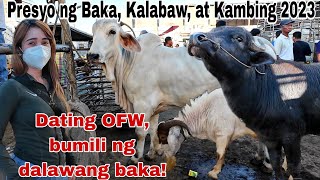 February 09 2024 Presyo ng Baka Kambing Kalabaw at Kabayo  Dji Osmo Action 4  Livestock Farming [upl. by Nilak]