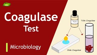 Coagulase Test  Staphylococcus aureus detection  Pathogen Detection  Basic Science Series [upl. by Llevad205]