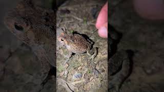 Catching a frog wants to laugh  funny frogs compilation  Catch a frog for fun  tep longheng funny [upl. by Harding525]