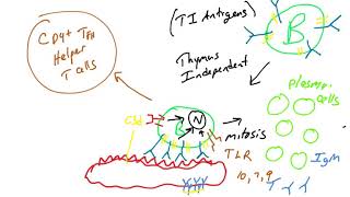 TI antigens vs TD antigens [upl. by Nicolella525]