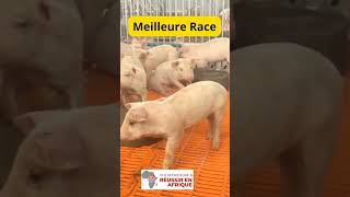 MEILLEURE RACE DE PORCS gardening [upl. by Rebak]