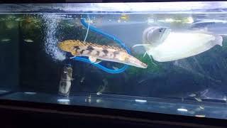 My pet arowana and bichir fish [upl. by Anibur]