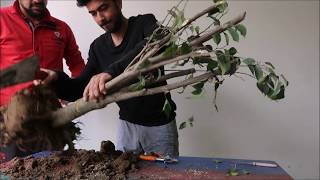 Can We make Bonsai By Cutting Big Plants [upl. by Omsoc330]