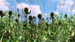 Gardens by the Bay Dragonfly [upl. by Nerehs704]