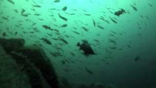 Giant School of Rockfish in the Chiswell Islands Alaska [upl. by Anabella]