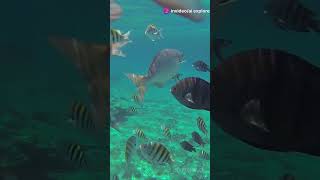 Discover Saint Vincent amp the Grenadines 2024 travel shortsfeed dsintvincent saint [upl. by Shirah]