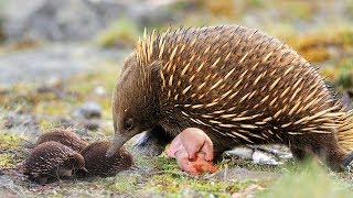 Echidna The Mammal Giving Birth To Cute Baby [upl. by Allissa]