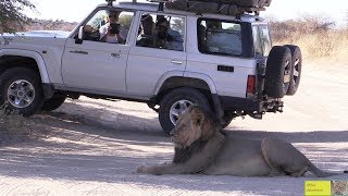 Kalahari Lion Roadblock [upl. by Edylc]