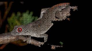 The jewel eyed gecko Puzzle Time Lapse 500pcs [upl. by Noryahs751]